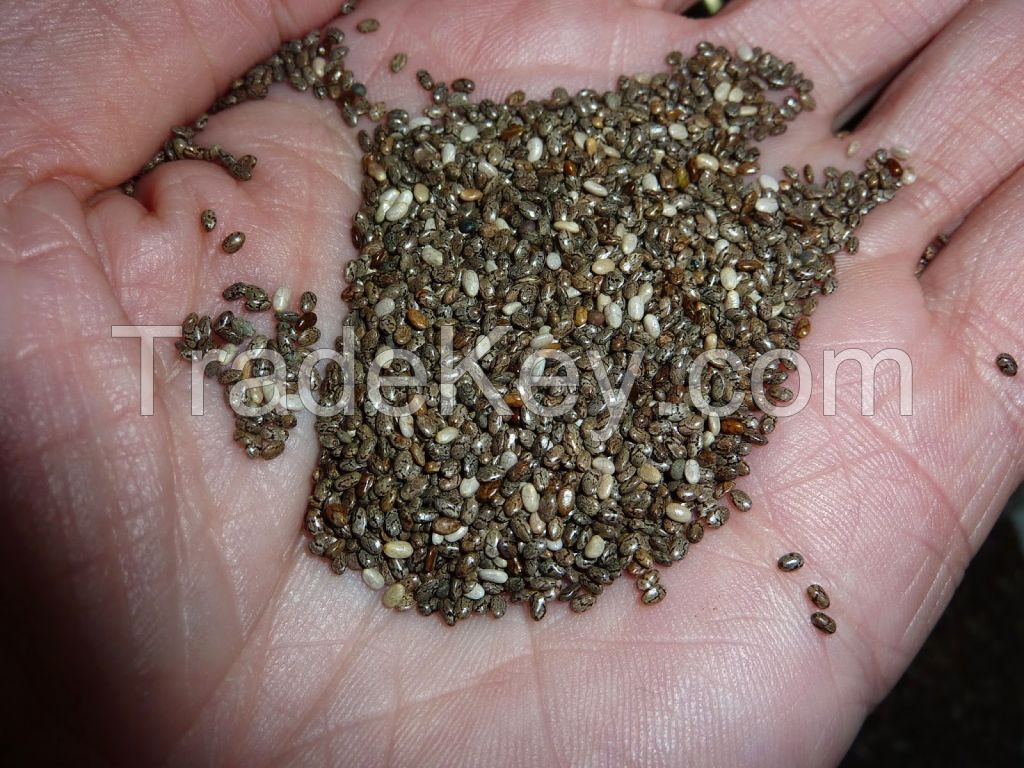 Chia seed wholesale organic and conventional