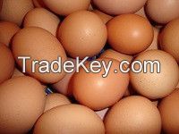 Farm Fresh Chicken Table eggs / Brown Shell chicken eggs / Fertilized Chicken eggs