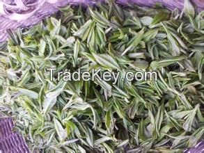 Early Spring Top Grade Yellow Tea Silver Needle