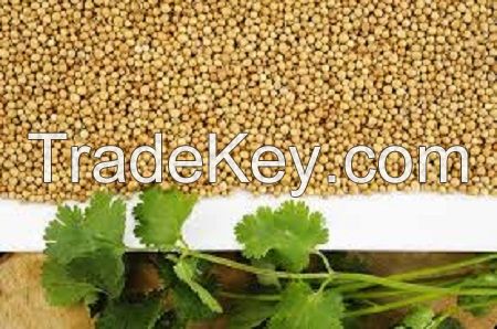 Coriander