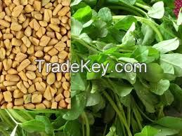 Fenugreek