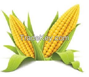 Maize