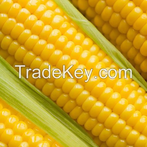 Maize