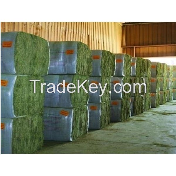 Quality Timothy Hay Quality Alfalfa Hay/ Timothy Hay/ Lucerne Clover in Bales