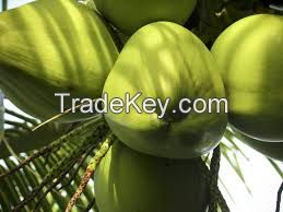 Premium Fresh Coconuts, Coconut water, Nata de Coco, and many coconut product