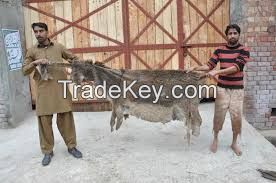 WET AND SALTED ANIMAL HIDE, DONKEY HIDE, CATTLE HIDE, SHEEP HIDE, BUFFALLO HIDE