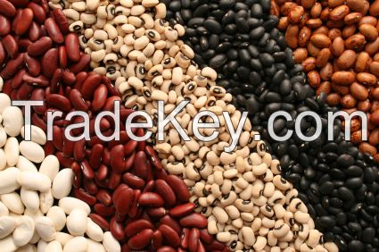 KIDNEY BEANS AND COFFEE BEANS