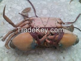 Fresh/Frozen/Alive Mud Crab