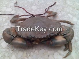 Fresh/Frozen/Alive Mud Crab