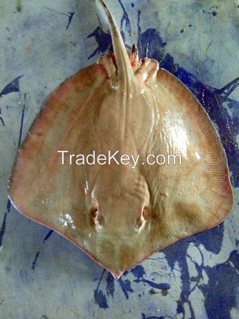 Stingray Ray Fish