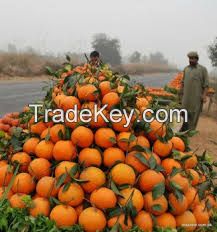 Fresh Pakistani Orange 