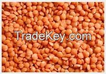 Split Green Lentils , Split Yellow lentils, Split Red lentils at Affordable prices.