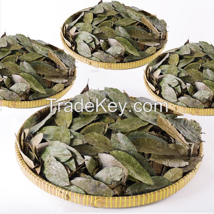 Dried Soursop ( Graviola / Guanabana ) Leaves  SOURSOPLEAVES-GO.COM