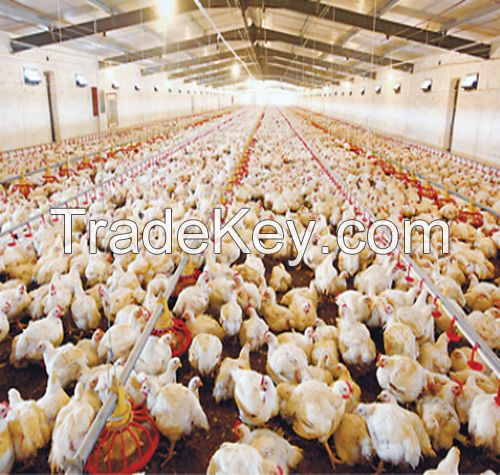 full set equipment for broiler poultry house