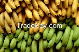 FRESH CAVENDISH BANANAS