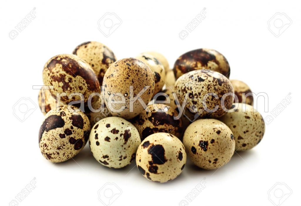 Fresh Quail Eggs 