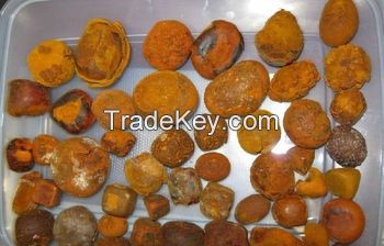 Best Quality Dried Natural Ox/Cow Gallstone