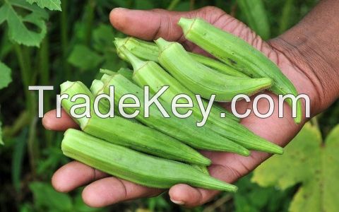 fresh okra