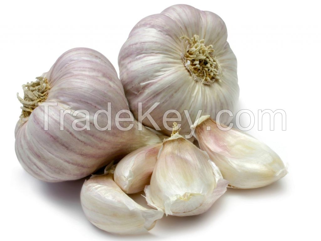 fresh garlic