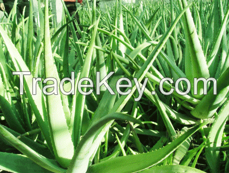 Aloe Vera Extract  Aloin