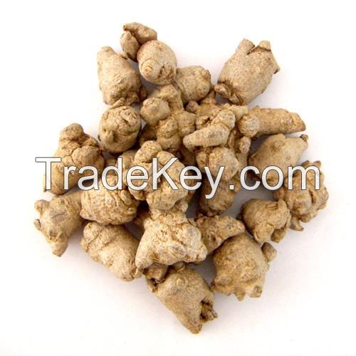 Tienchi ginseng/Panax notoginseng root