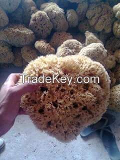 sea sponge