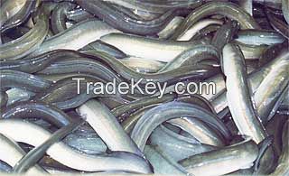 sardine, scad, clam, fresh fish, frozen seafood