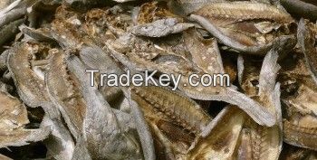 indian Mackerel,King fish, Queen Fish, Cat Fish, Skip Jack Tuna, Sail Fish, Yellow Fin Tuna