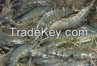 Cuttlefish, Lobster, pangasius fish, Silver Pomfret