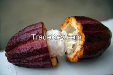 Cocoa Beans &amp; Powder