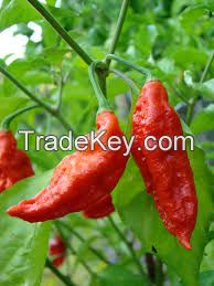 NAGA HOT PEPPER