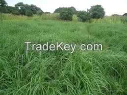 rhodes grass