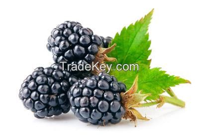 MULBERRY FRUIT EXTRACT 