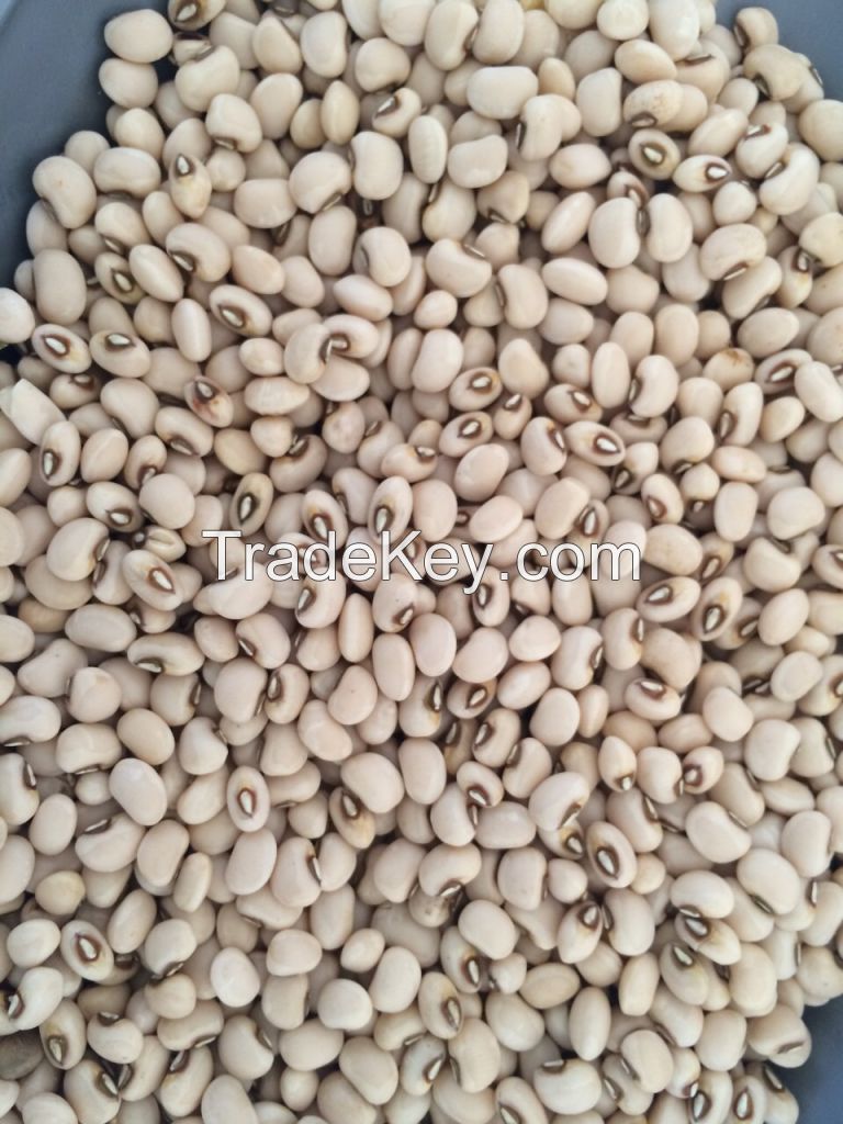 Brazilian Brown Eye Beans, Cowpeas, Popcorn, Non-Corn GMO and Yellow Millet