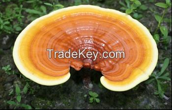 Ganoderma Lucidum (Reishi) spore shell-broken powder