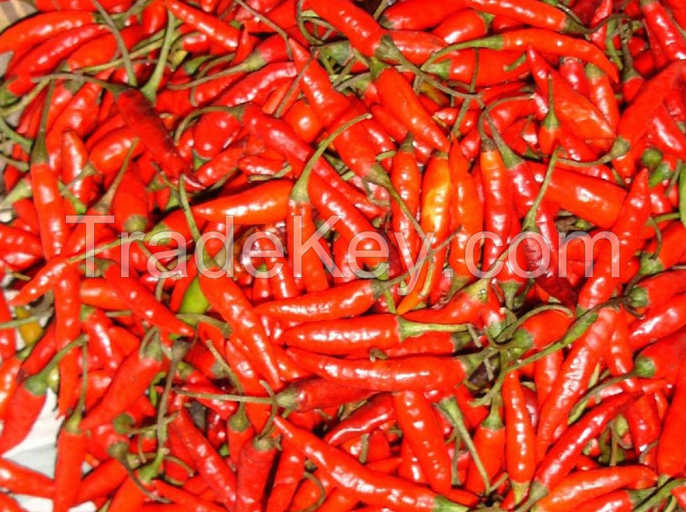 Bird Eye Chilli