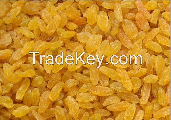 "XinJiang"High Quality Golden Raisin/Dried Golden Currant/Yellow Currant