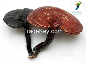 Pharmaceutical Ingredients Antifatigue Reishi Mushroom Extract