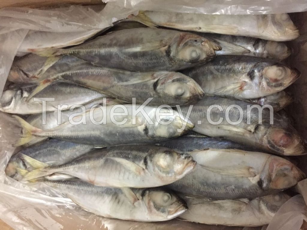 Frozen Horse Mackerel 20cm+