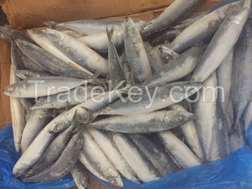 Frozen Sardines Fish