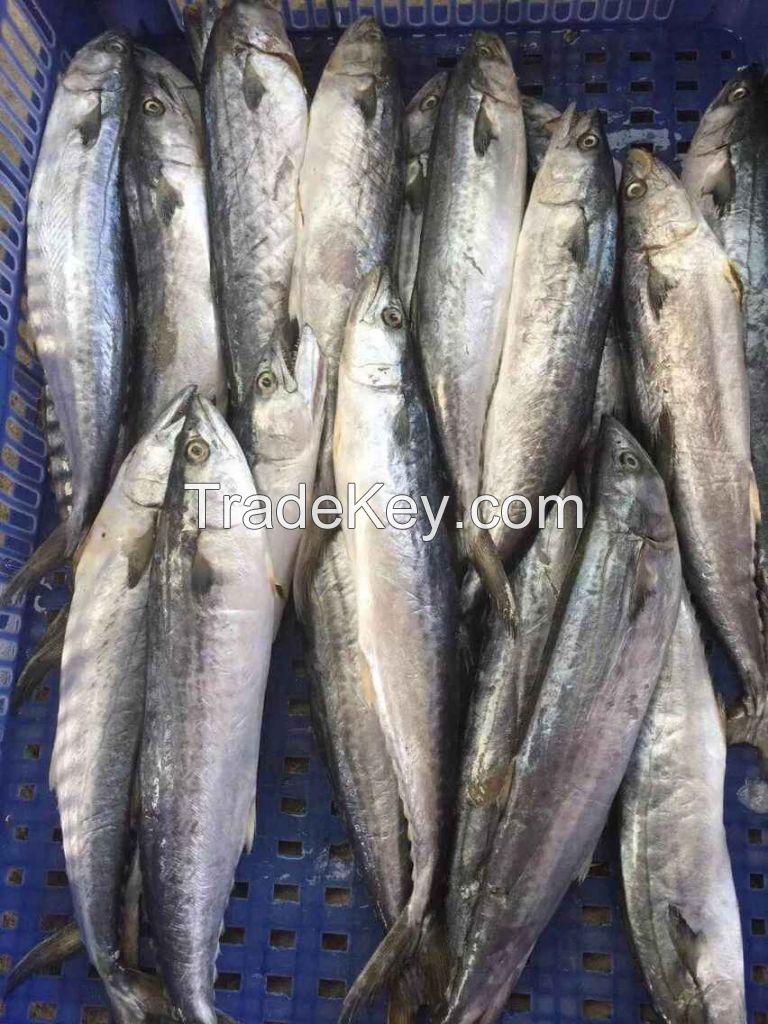 Frozen Spanish Mackerel