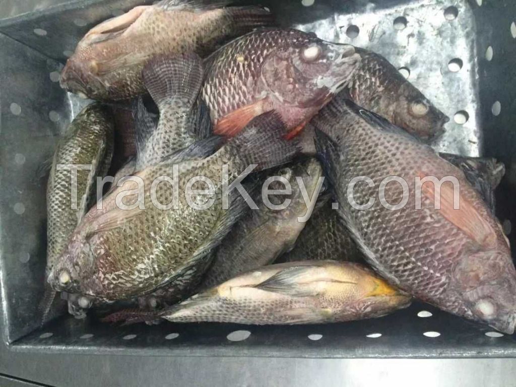 Frozen Tilapia Fish