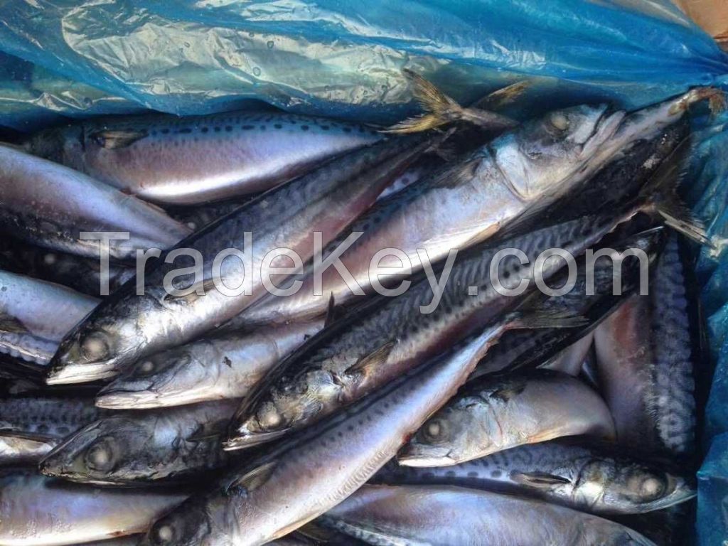 Frozen Pacific Mackerel Fish