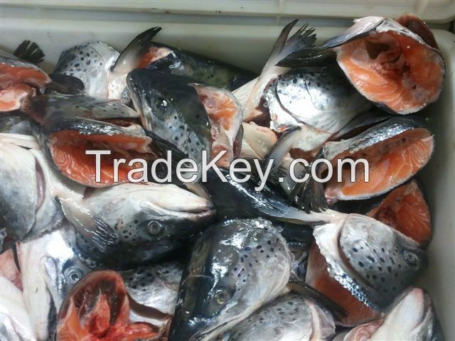 Frozen Atlantic Salmon Heads (Salmo salar), V-cut