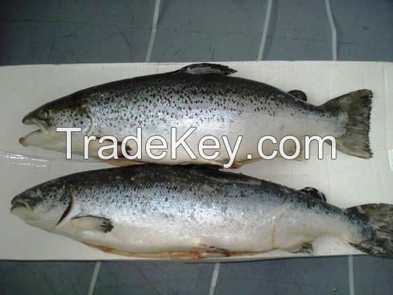 Frozen Whole Round Atlantic Salmon (Salmo salar)