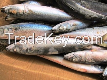 Frozen Whole Atlantic Mackerel (scomber scombrus)