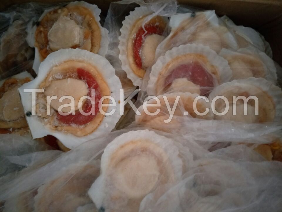 For Sale Wholesale Frozen Half Shell Sea Scallop Meat Bulk Price..