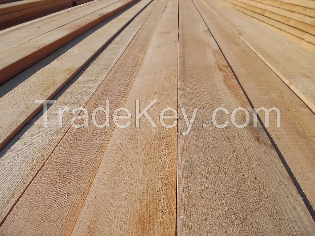 Siberian Larch