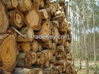 Pulp Poles: Pine Elliottii Wood Poles, Pine Taeda Wood Poles, Pine Hondurensis Wood Poles, Pine Caribea Wood Poles, Eucalyptus Grandis Wood Poles, Eucalyptus Globulus Wood Poles, Eucalyptus Dunni  Wood Poles for sale