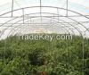 Greenhouse Plastic